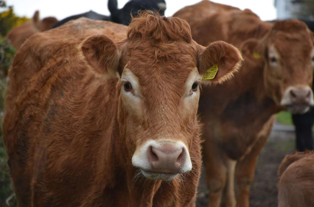 Mal da Vaca Louca: entenda os casos de Encefalopatia Espongiforme Bovina que ocorreram no Brasil