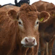 Mal da Vaca Louca: entenda os casos de Encefalopatia Espongiforme Bovina que ocorreram no Brasil