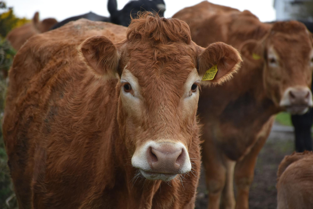 Mal da Vaca Louca: entenda os casos de Encefalopatia Espongiforme Bovina que ocorreram no Brasil